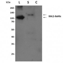 Easy Laboratory Equuipment Suppliers