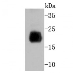 Easy Laboratory Equuipment Suppliers